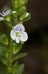 Thymeleaf speedwell